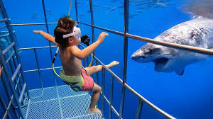 Which mexican dive destinations are best for beginners? 5 Yr Old Scuba Dives With Great White Sharks In Mexico Youtube