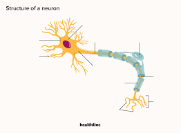 what is a neuron diagrams types