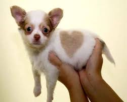 Popular Colors And Markings Of Chihuahua Dogs Teacup Dogs