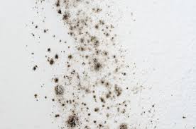 black mold symptoms how to get rid of