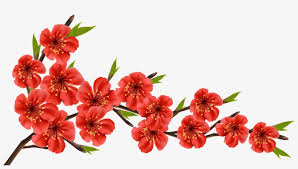 Plum blossom illustration, red plum, angle, white, text png. Red Spring Branch Png Clipart Image Cherry Blossom Red Flowers Free Transparent Png Download Pngkey