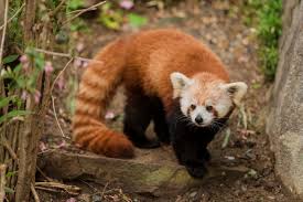 red panda facts