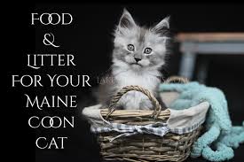 food litter for your maine cat