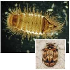 carpet beetles can be more common in