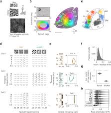 diversity of spatiotemp coding