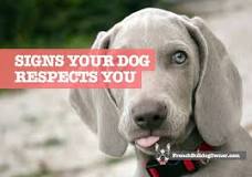 how-do-you-tell-if-your-dog-respects-you