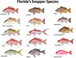 Gulf Snappers Fish Identifications Gods Anglers