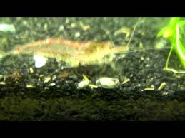 little bugs in the soil of my shrimp