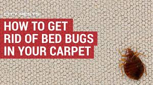 how to get rid of bed bugs in carpet