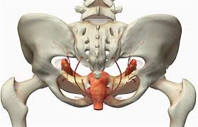 female human anatomy back view organs