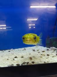 Betta fish come in a variety of sizes, fin patterns, and colors. Puffer Fish At One Of The Local Pet Stores Http Bit Ly 2w8y0qf Pet Store Fish Puffer Fish