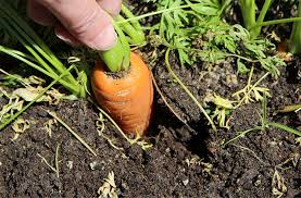 how do i grow carrots planting care