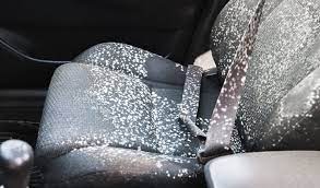 is mold in a car dangerous cause