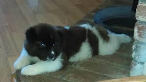 Visit us now to find your dog. Akita Puppies For Sale In Pa In Altoona Pennsylvania Puppies For Sale Near Me