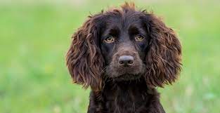 References are available upon request. Palmetto State Pup The Boykin Spaniel Local Life