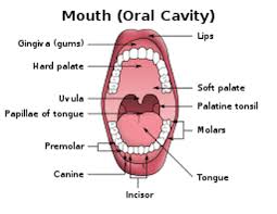 mouth throat anatomy diagram parts