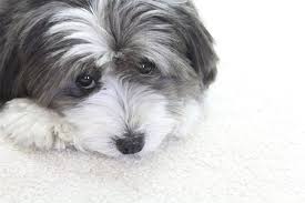 why do dogs rub their faces on carpet