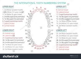 Adult International Tooth Numbering Chart Vector Stock