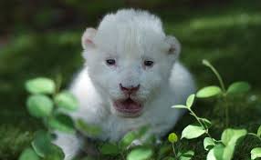 in spain the white lion cub whose mum