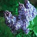 bluish-lilac