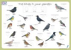 9 Best Birds Beak Images Birds Animal Adaptations Zoology