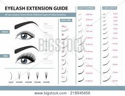 Eyelash Extension Vector Photo Free Trial Bigstock