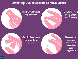 Implantation of blastocyst embryos in humans is complex. How To Check Your Cervical Mucus And Detect Ovulation