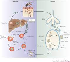Le cycle de plasmodium est complexe et comporte deux étapes essentielles les rechutes tardives de paludisme observées lors d'infections par p.vivax et p. Looking Under The Skin The First Steps In Malarial Infection And Immunity Nature Reviews Microbiology