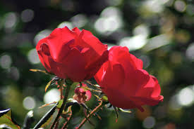 free photo two red roses affection