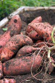 how to grow sweet potatoes the art of