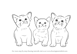 how to draw three kittens cats step