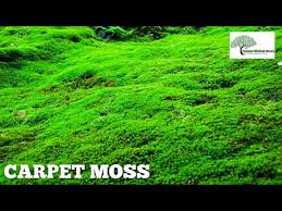 carpet moss tn nursery contact us at