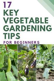 Vegetable Gardening Tips For Beginners