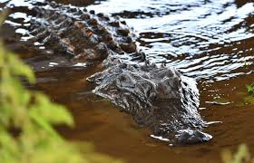 Lakewood Ranch: Alligator bit woman in Manatee County retirement community