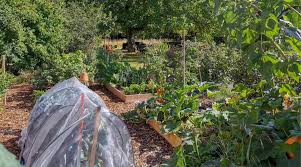 15 tips for growing a permaculture garden