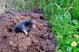 Are There Moles In My Yard Termiguard