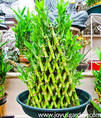lucky bamboo in water 26 growing tips