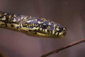 coastal carpet pythons in darwin the