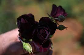 blooming business turkey s black roses