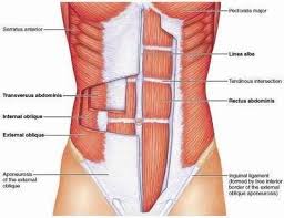 Abdominal Muscles Chart Body Best Core Workouts Fitness