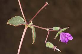 Erodium glaucophyllum (L.) L'Hér. | Plants of the World Online | Kew ...