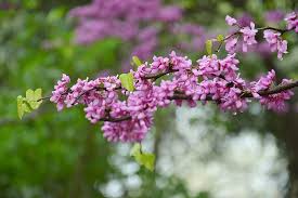 Some of these trees have attractive foliage and can grow quite tall, while others remain compact for a patio. Chinese Redbuds Judas Tree Flowers Purple Blooming Heart Leaves Branch Spring Pikist