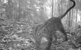Wisata ternak kandang macan : Cara Membuat Kandang Kambingminimalisdetail Dan Lengkap Fersi Maha Jaya Cute766