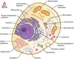 what is cell definition diagram