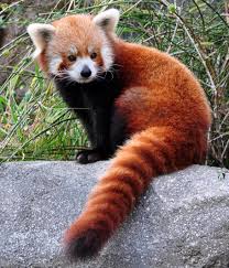 Image result for red panda
