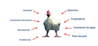 Resultado de imagen para pollos mejoramiento genetico
