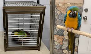 trained parrot articles about