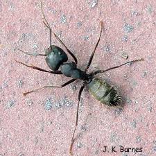 black carpenter ant arthropod museum