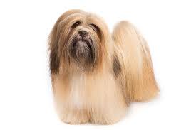 Lhasa Apso Dog Breed Information
