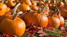Do pumpkin farms make money?